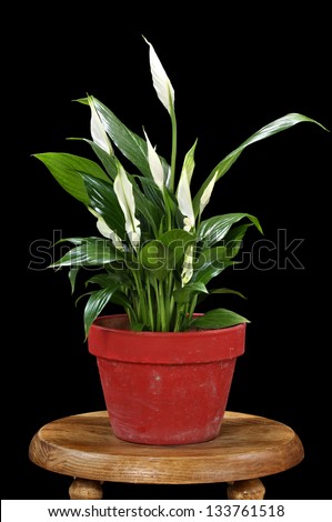 Beautiful Spathiphyllum peace lily blooming in red pot on black background