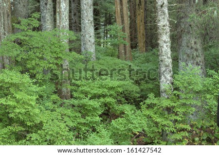 Beautiful green huckleberry bushes in dense forest near Sitka on Baranof Island in southeast Alaska