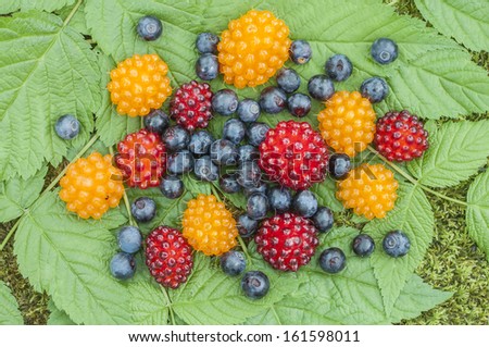 Assortment of wild blueberries and salmon berries on leaves on forest floor