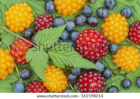 Closeup of assortment of wild blueberries and salmon berries on leaves