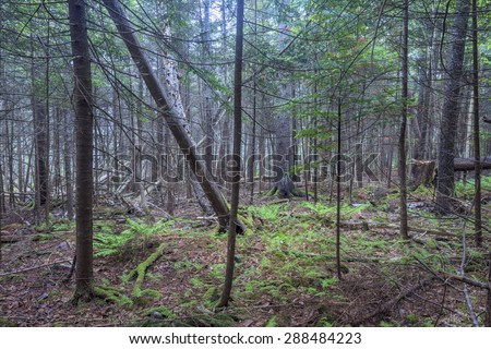 Interior of dense forest with tall pines, fallen pines, ferns and moss in coastal Maine of the northeastern United States