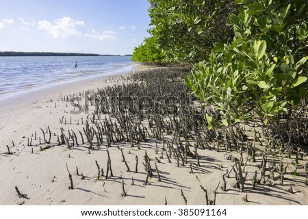 Finger-like pneumatophores of Avicennia germinans black mangrove trees rising above mud at low tide on Tierra Verde island on Florida's gulf coast