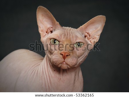 Angry Sphynx