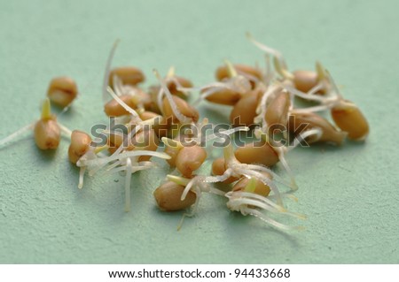 Closeup of sprouted wheat seeds on green surface
