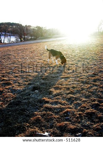 Dog casting long shadow