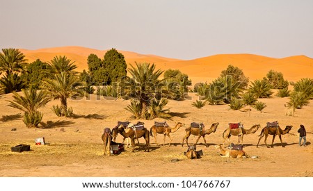 Camel caravan in Morocco is ready to leave the camp for a journey