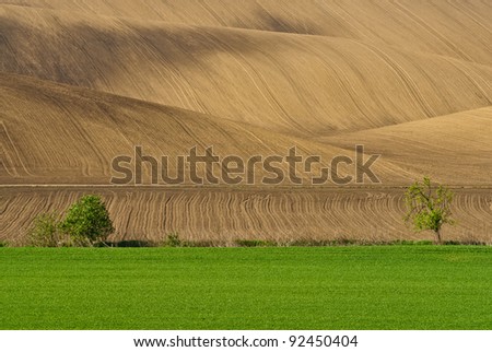 Lines and waves in the detail look over Moravian wheat fields.