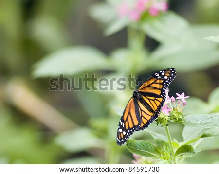 Pacific Northwest Flutterby