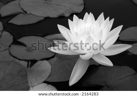 A light waterlily stands out against dark water and leaves