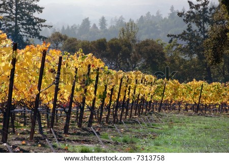 Golden leaves on hillside vines in Sonoma California