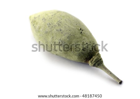 Green Seed Pods