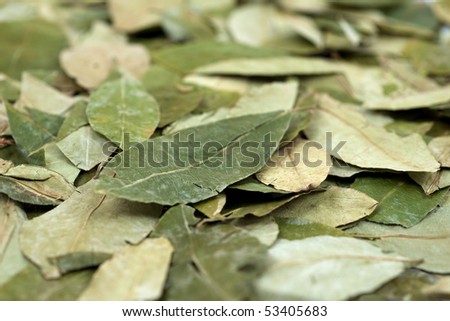 Scattered dried Peruvian Coca leaves in Shallow DOF