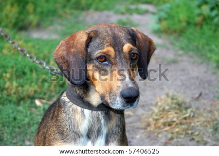 sad pics of eyes. of a dog with sad eyes on