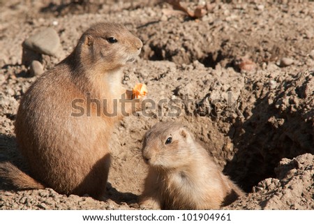 Prairie dog holding carrot but watching the camera.