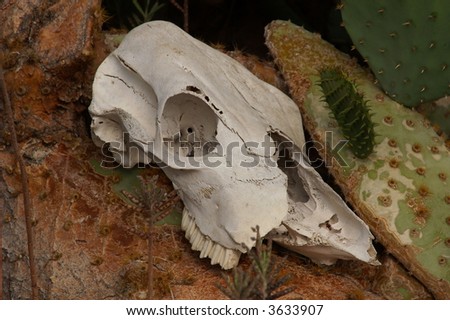 Desert Cow Skull