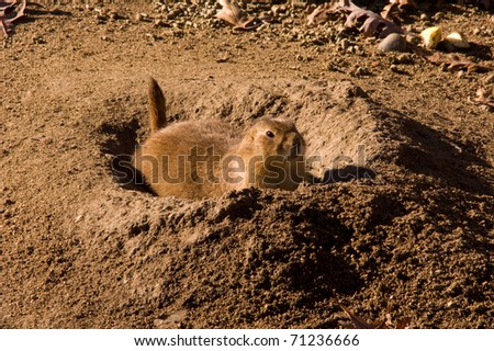 Dig that fox hole - black tail prairie dog - room for copy