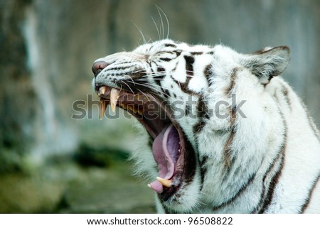 White Tiger Teeth