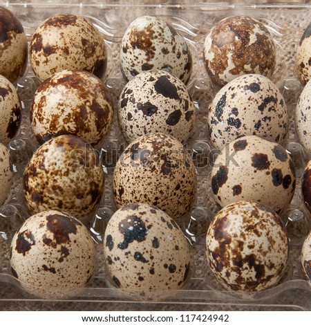 quail eggs in the container
