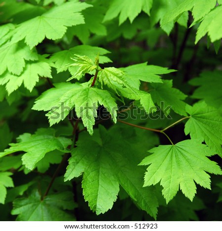Green Japanese Maple Leaves in Portland, Oregon