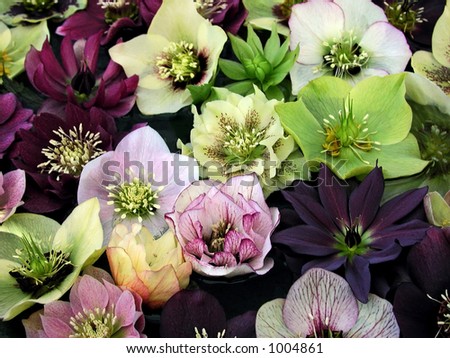 A variety of hellebores, also known as lenten roses, float in a bowl of water