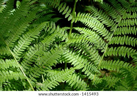 Close-up of native fern growing on forest floor
