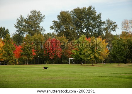 A black dog plays catch on a green field with vibrant trees in background