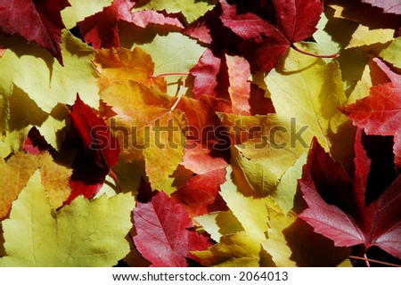 Colorful fall leaves cover the ground