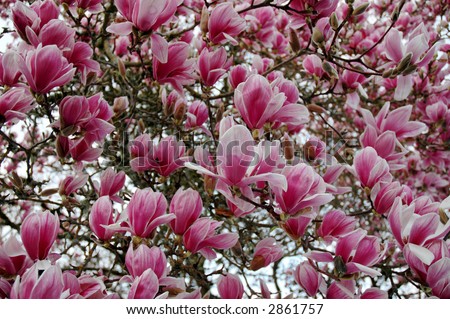 magnolia tree in bloom. stock photo : Magnolia tree in