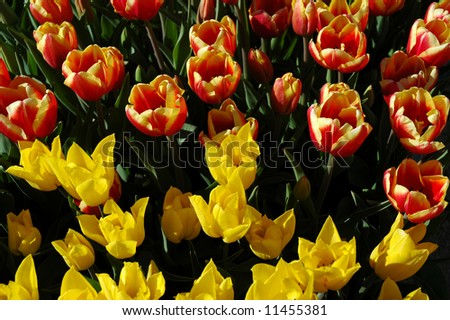 Yellow parrot tulips grow alongside red and yellow tulips