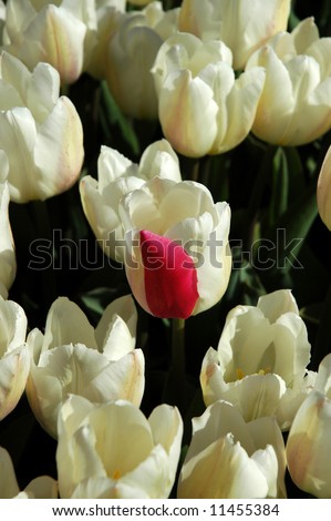 A white tulip with one red petal among other white tulips