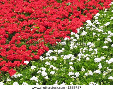 Red and white geraniums