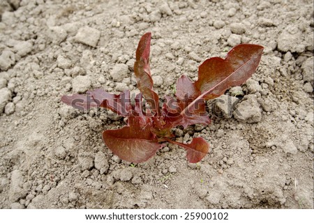 Red-leaf lettuce seedling in patch