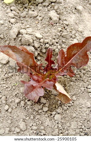 Closeup of red-leaf lettuce seedling