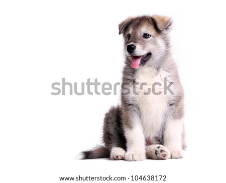 Alaskan malamute puppy against white background