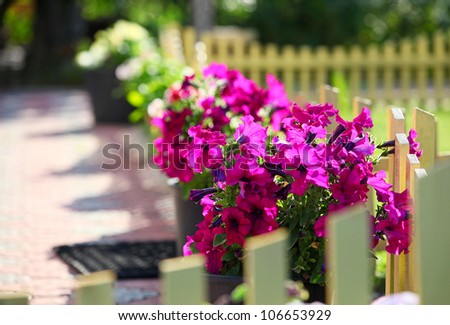 Petunia flowers on a decorative fence in a front yard