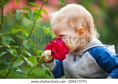 Cute small boy smelling red rose