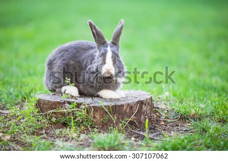 Pet rabbit on a tree stump