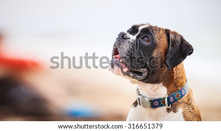 Close up boxer dog looking up