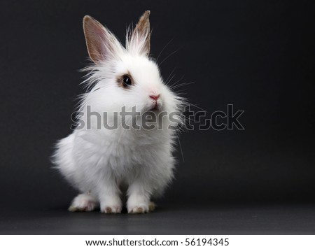 Baby Rabbit White