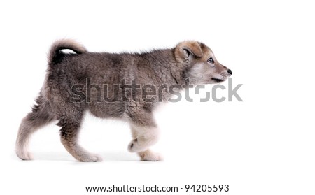 Two-month old alaskan malamute puppy in pointing stance