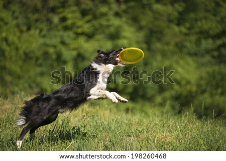 Border collie dog catching the disk on the green meadow