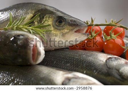 Fishing   Bass on Fresh Sea Bass Fish With Tomatoes Close Up Stock Photo 2958876