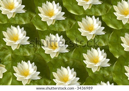white lotus flower background pattern close up