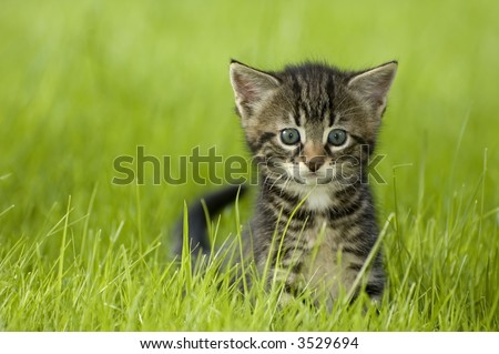 little kitten playing on the grass close up