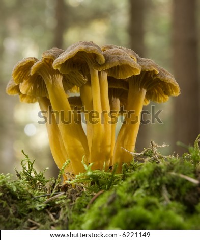 orange mushrooms in forest close up shoot
