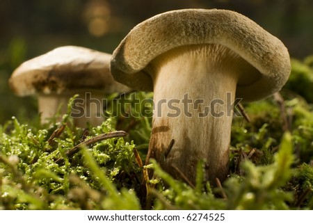 edible mushroom in forest close up shoot