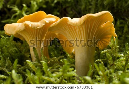 yellow Chanterelles edible mushroom close up shoot