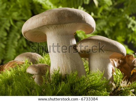 Fried Chicken mushroom on moss close up shoot