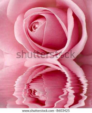 beautiful pink rose center close up shoot