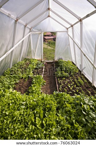 Simple homemade greenhouse with vegetables indoor shoot
